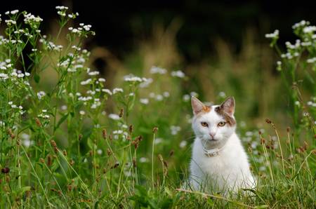 kleine neugierige Katze sitztim Gras