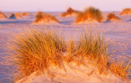 Leuchtendes Dünengras im Morgenlicht am Strand