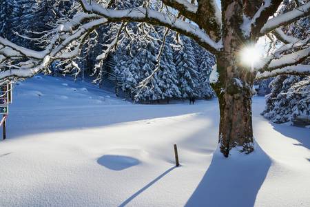 Romantische tiefverschneite Winterlandschaft mit Baumkrone im Gegenlicht