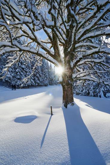 Romantische Winterlandschaft am Bödele