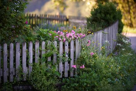 Romantischer Bauerngarten mit Rosenstrauch