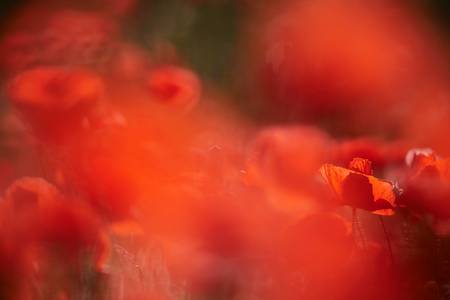 Rotes Mohnblumenfeld in Farbkleckse