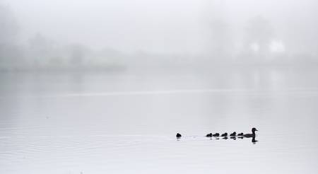 Schwimmende Entenfamilie im Almsee bei Nebel