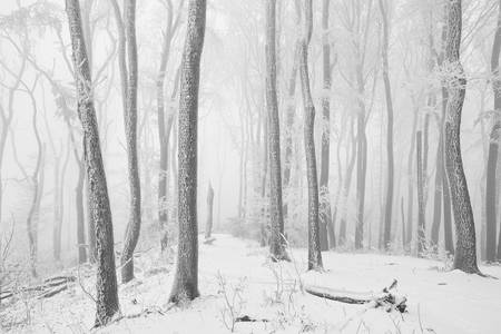 Weg durch den romantisch verschneiten, gefrorenen Wienerwald