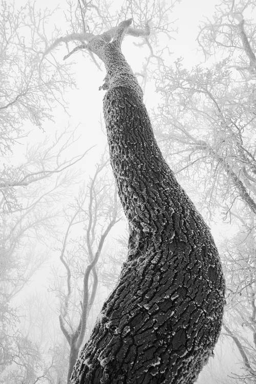 Verschneite und vereiste Bäume im Wienerwald a Robert Kalb