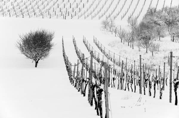 Weingarten im Winter a Robert Kalb
