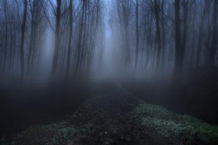 the foggy forest
