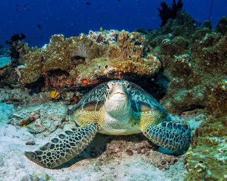 Green Turtle