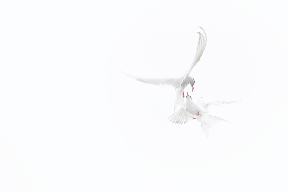 Arctic Terns a Roberto Marchegiani