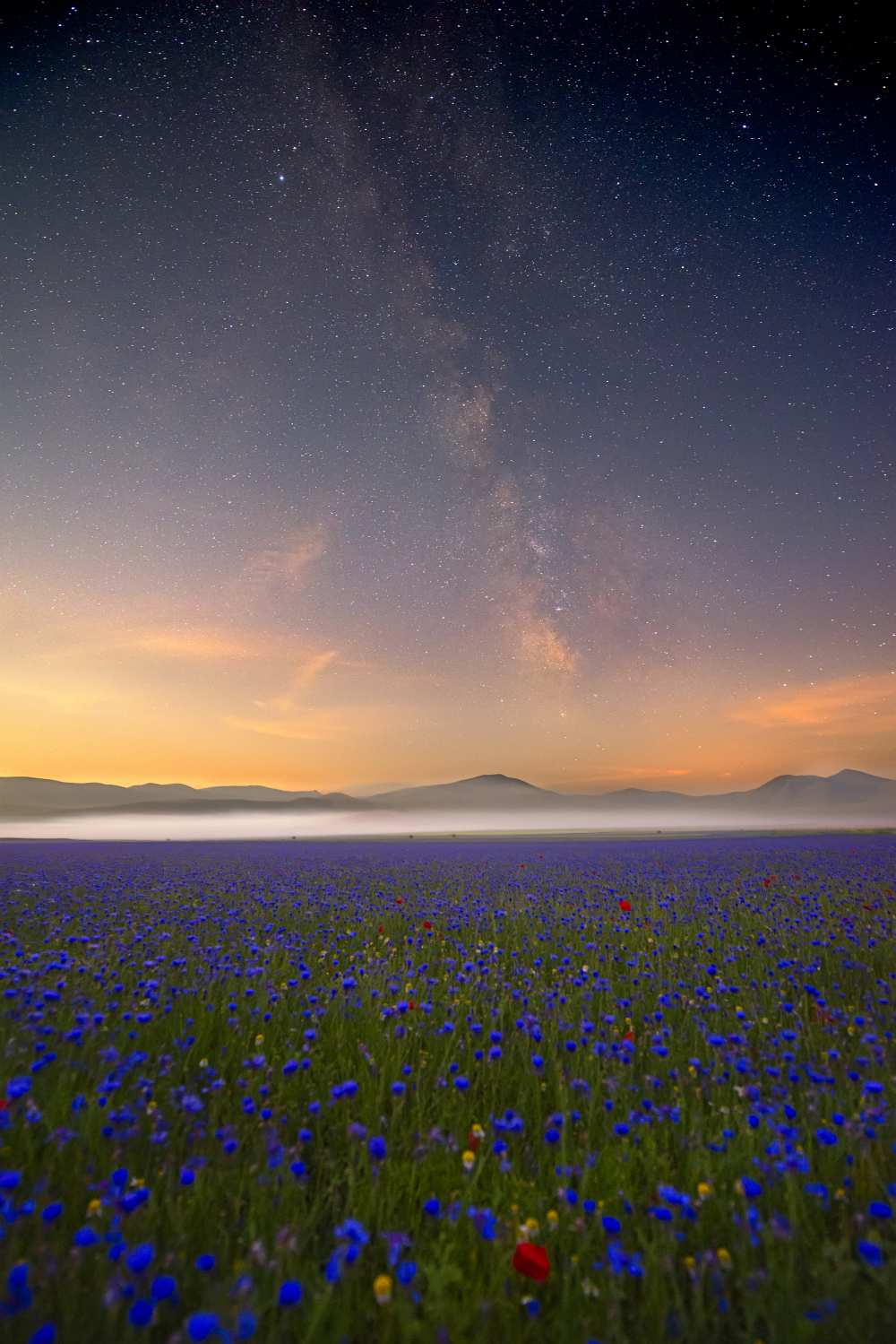 Night flowers a Roberto Marchegiani