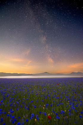 Night flowers