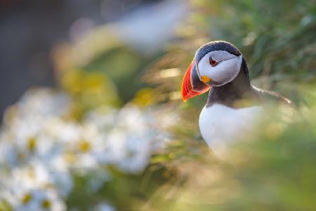 Puffin