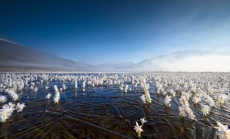 White forest