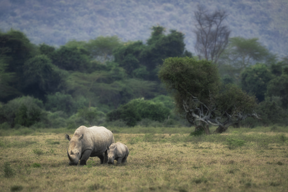 White Rhino a Roberto Marchegiani