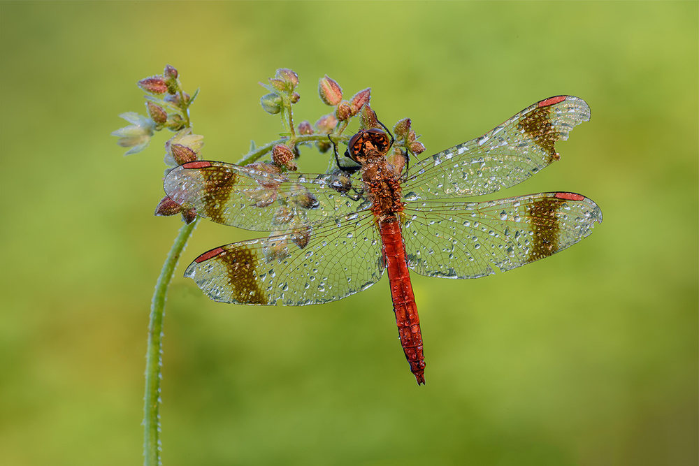 dragonfly a Roberto Marini