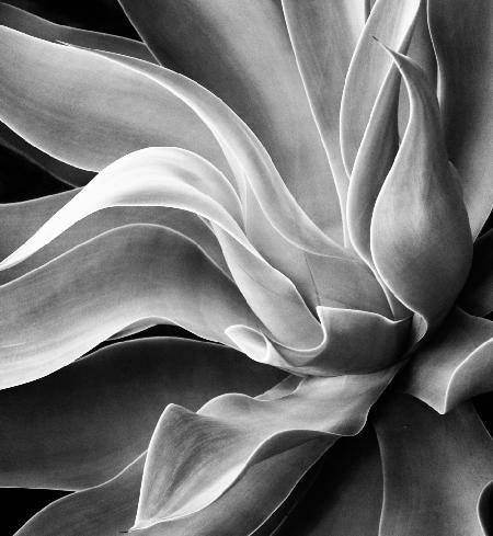 Agave Abstract, Summer 2022
