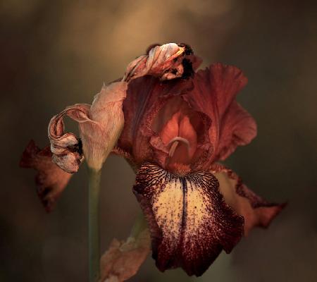 An Iris in Spring