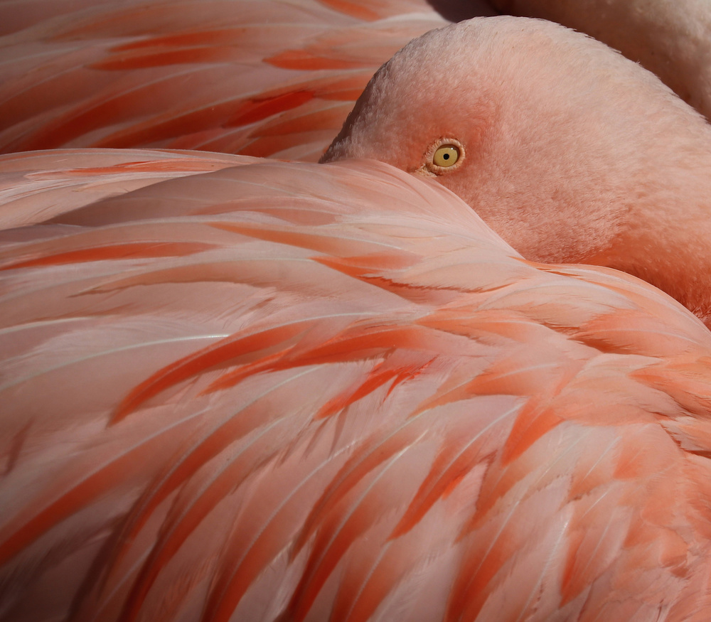Portrait of a Pink Flamingo a Robin Wechsler