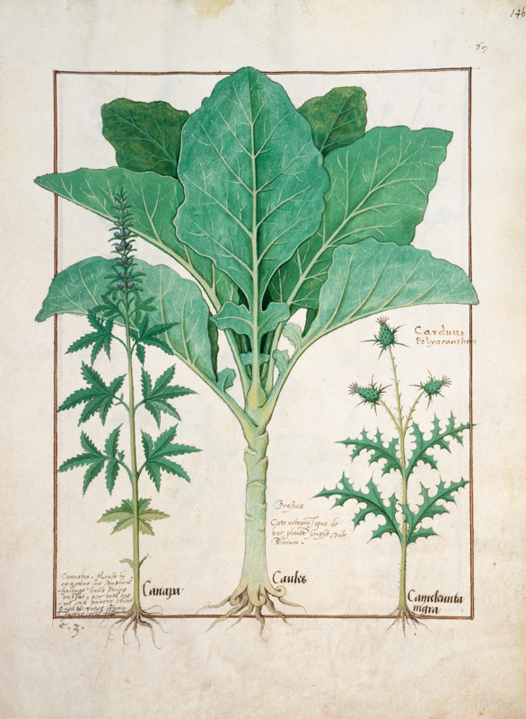 Ms Fr. Fv VI #1 fol.145r Cannabis, Brassica and Thistle a Robinet Testard