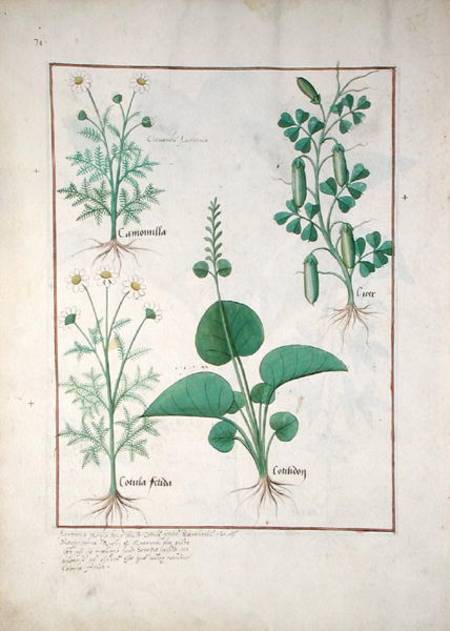 Chamomile (top left) and Cucumber (right) Illustration from 'The Book of Simple Medicines' by Matthe a Robinet Testard