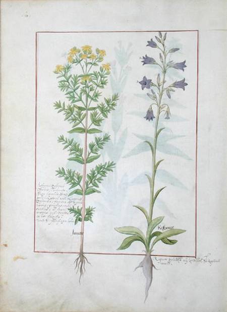 Two flowering plants from 'The Book of Simple Medicines' by Mattheaus Platearius (d.c.1161) a Robinet Testard