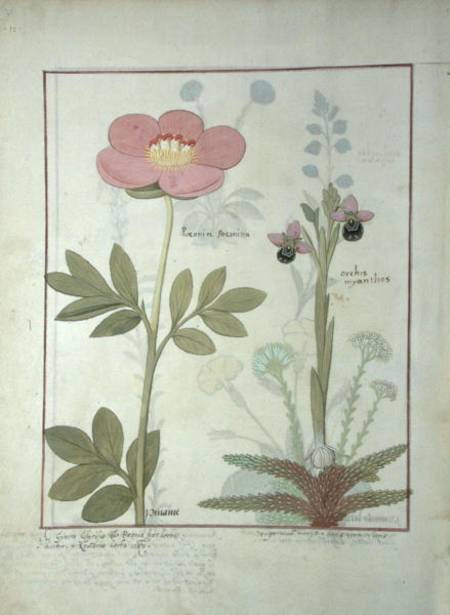Ms Fr. Fol VI #1 Paeonia or Peony, and Orchis myanthos a Robinet Testard