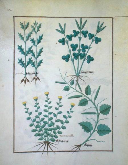 Ms Fr. Fv VI #1 f.132v Top row: Filipendula. Bottom row: Fistularia and Faseolus, illustration from a Robinet Testard