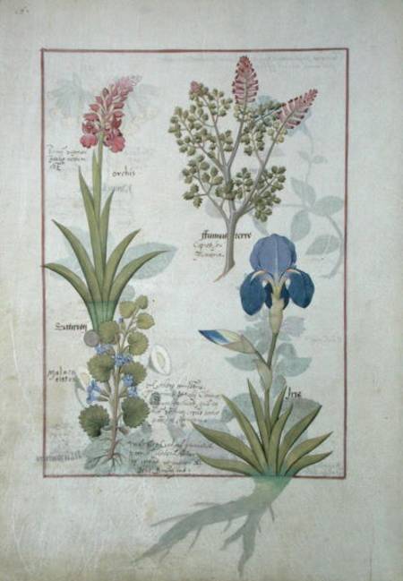 Ms Fr. Fv VI #1 fol.114v Top row: Orchid and Fumitory or Bleeding Heart. Bottom row: Hedera and Iris a Robinet Testard