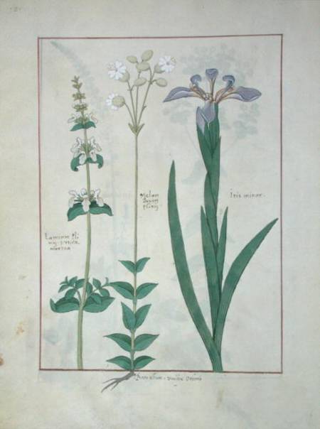 Ms Fr. Fv VI #1 fol.115v Lamium Album or White Dead Nettle, Melandryon, and Iris Minor a Robinet Testard