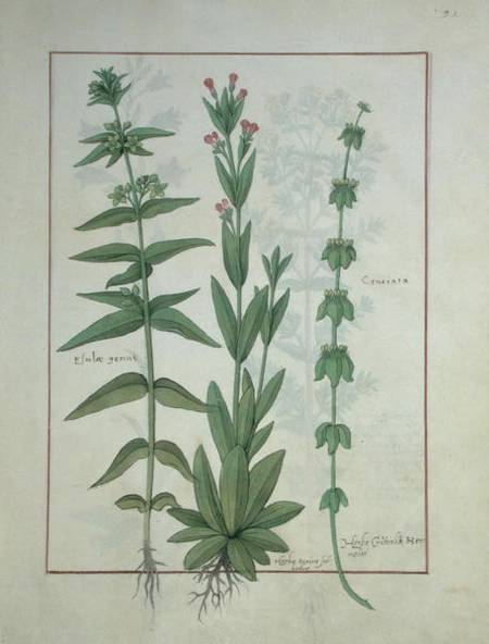 Ms Fr. Fv VI #1 fol.116 Elusae Gennus, Caraway Thyme, and Crosswort a Robinet Testard