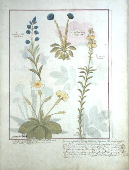 Ms Fr. Fv VI #1 fol.117 Top row: Onobrychis or Sainfoin, and Aphyllanthes. Bottom row: Linaria Lutea a Robinet Testard