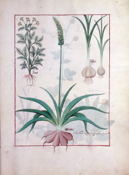 Ms Fr. Fv VI #1 fol.119r Garlic and other plants a Robinet Testard