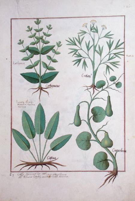 Ms Fr. Fv VI #1 fol.122r Euphorbia Lathyris, Beechwort, Mint and Fig a Robinet Testard