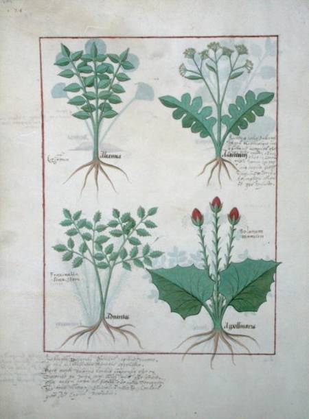 Ms Fr. Fv VI #1 fol.123v Top row: Ligustrum and Acanthus. Bottom row: Grass plant and Apollinaris, i a Robinet Testard