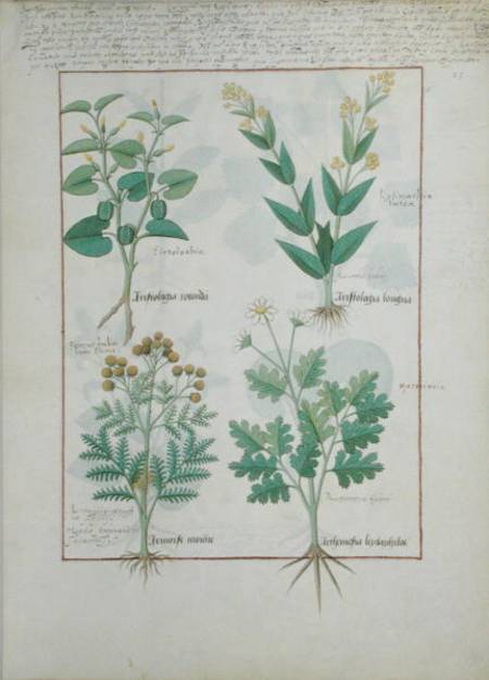 Ms Fr. Fv VI #1 fol.124r Top row: Aristolochia Rotundi and Aristolochia Longua. Bottom row: Armoise a Robinet Testard