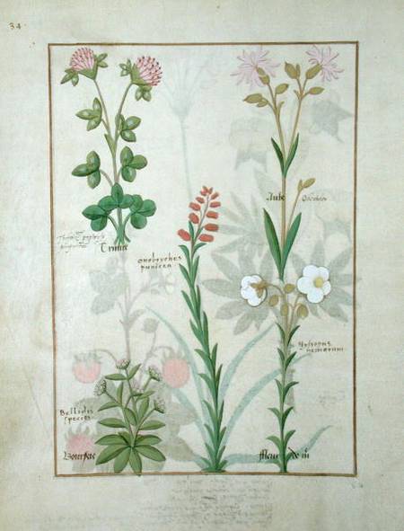 Ms Fr. Fv VI #1 fol.128v Top row: Red clover and Aube. Bottom row: Bellidis species, Onobrychis and a Robinet Testard
