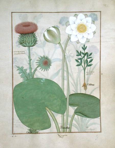 Ms Fr. Fv VI #1 fol.129r Plumed thistle, Water lily and Castor bean plant, illustration from 'The Bo a Robinet Testard