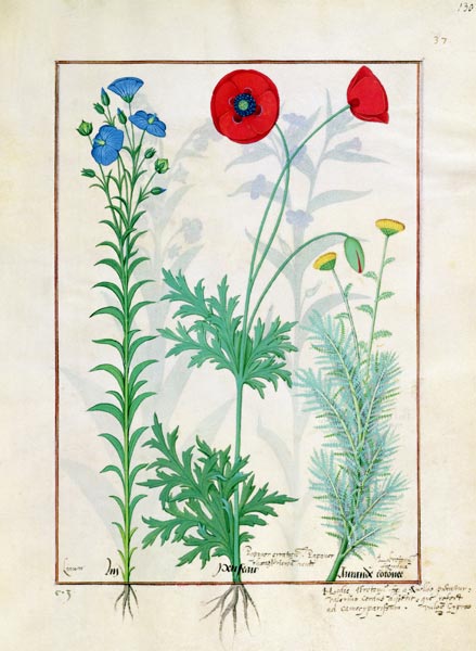 Ms Fr. Fv VI #1 fol.130r Linum, Garden poppies and Abrotanum, illustration from 'The Book of Simple a Robinet Testard