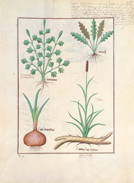 Illustration from 'ThedBook of Simple Medicines' by Mattheaus Platearius (d.c.1161) a Robinet Testard