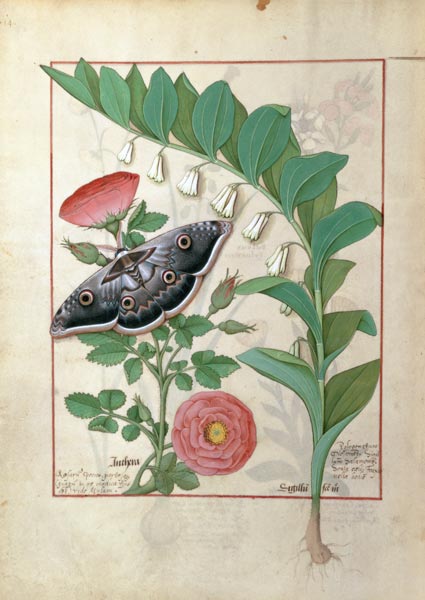 Rose and Polygonatum (Solomon's Seal) illustration from 'The Book of Simple Medicines' by Mattheaus a Robinet Testard
