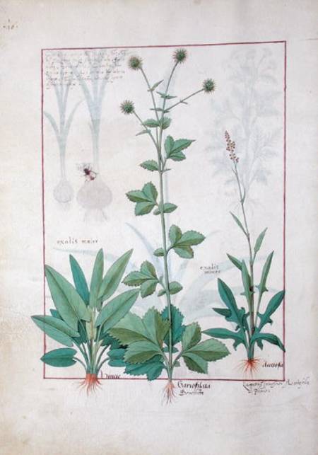 Sorrel and Gariofilata (Benedicta Wood) illustration from 'The Book of Simple Medicines' by Mattheau a Robinet Testard