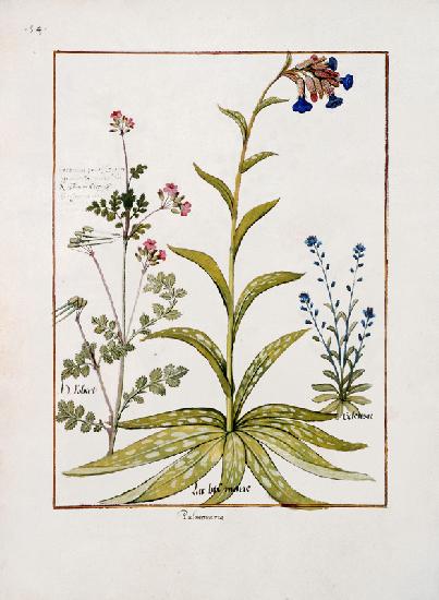 Ms Fr. Fv VI #1 fol.138v Lungwort and Geranium