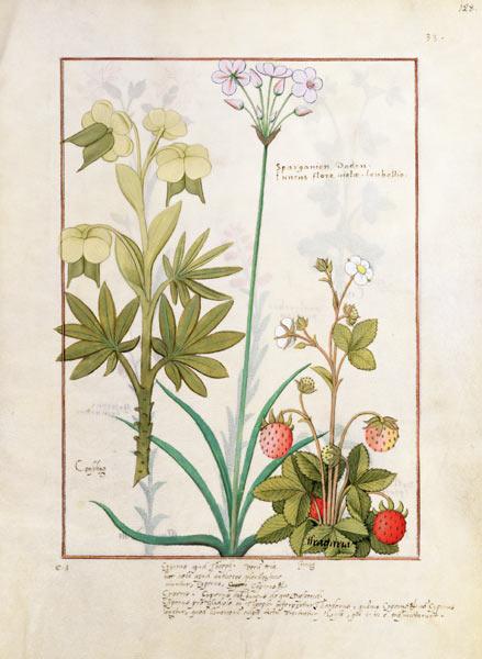 Ms Fr. Fv VI #1 fol.128r Consiligo, Burreed and Strawberry, illustration from 'The Book of Simple Me