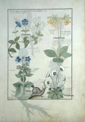 Ms Fr. Fv VI #1 fol.114 Top row: Blue Clematis or Crowfoot and Primula. Bottom row: Borage or Forget