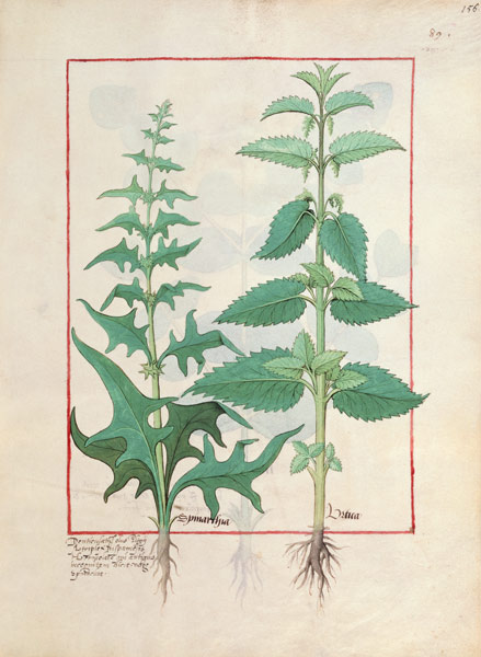 Urticaceae (Nettle Family) Illustration from the 'Book of Simple Medicines' by Mattheaus Platearius a Robinet Testard