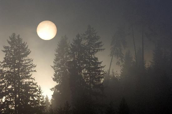 Aufgehende Sonne im Nebelwald a Rolf Haid