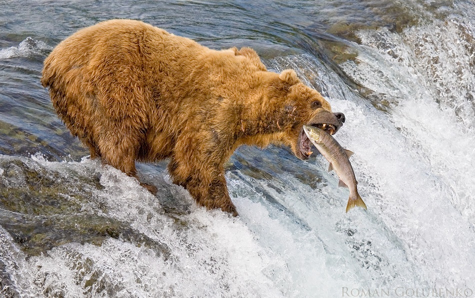 Alaska. The Catch a Roman Golubenko