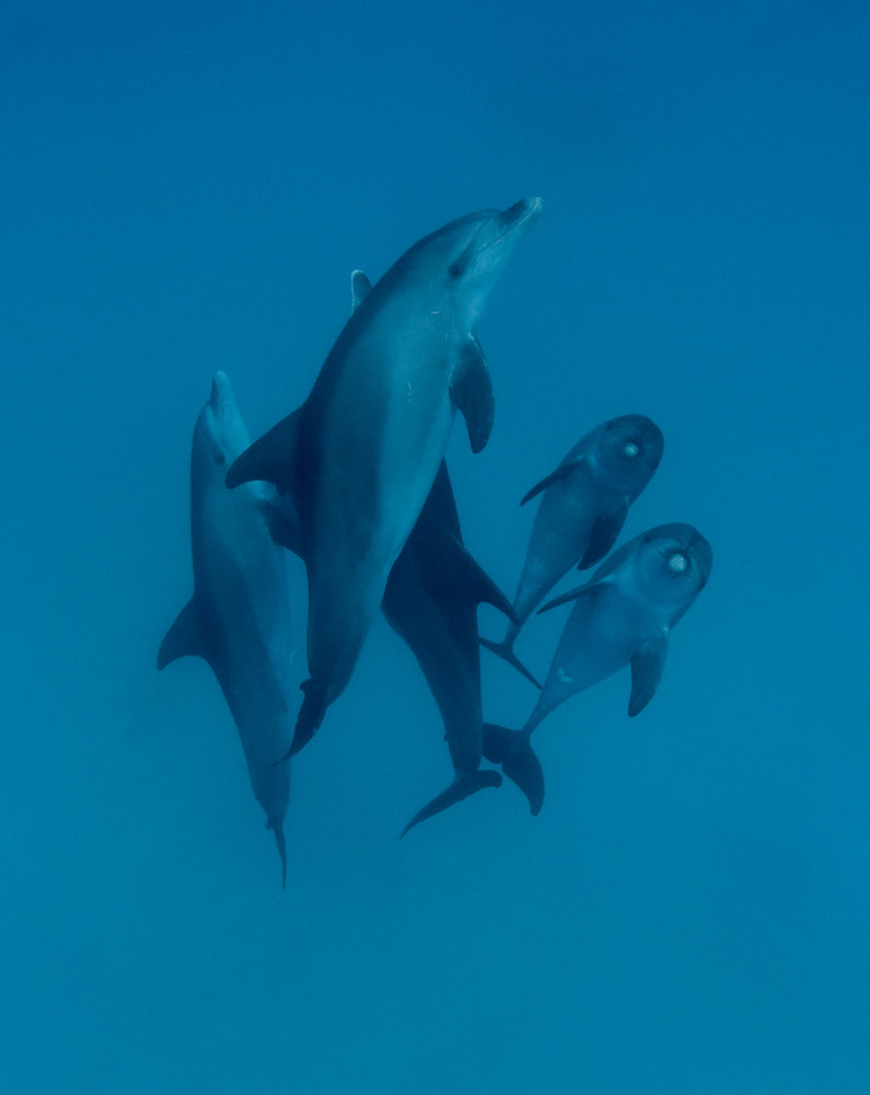 Dolphins 6 a Romano Molinari