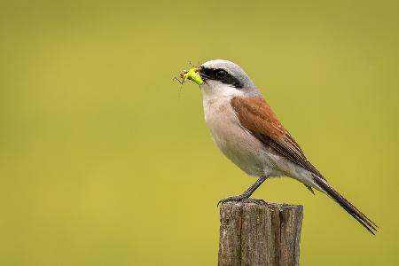 Red-backed Shrike