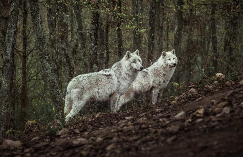 Meeting with white Wolves a Ronan Siri